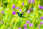 Trinidad. Blue-chinned sapphire hummingbird feeding on vervain flowers. Art Print